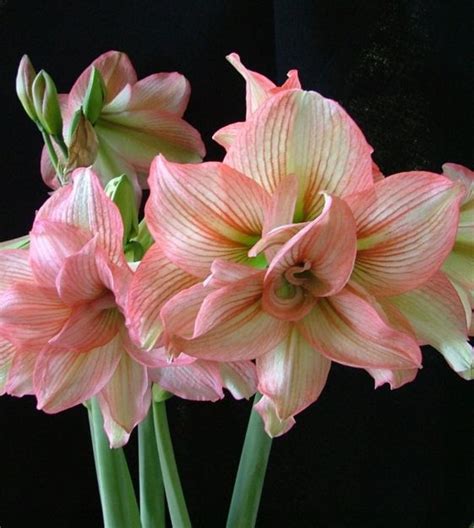 amaryllis zombie|amaryllis zombie van engelen.